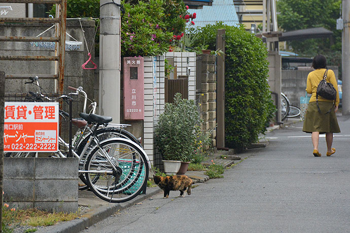 街のねこたち