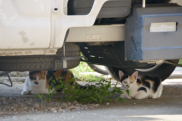 街のねこたち