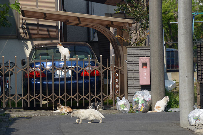 街のねこたち