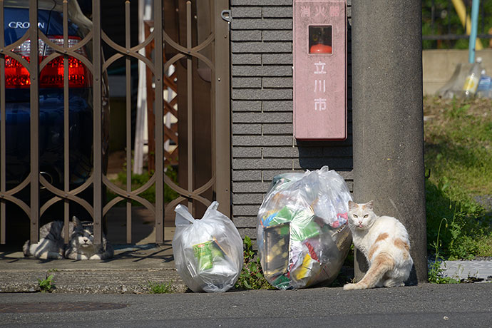 街のねこたち