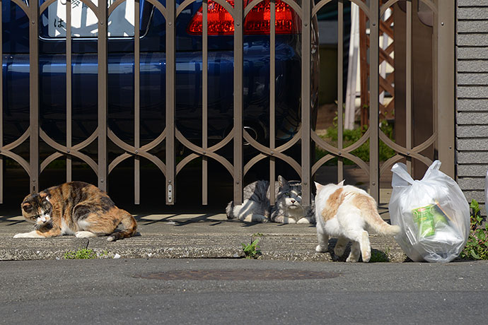 街のねこたち