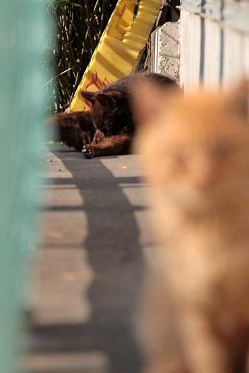 街のねこたち