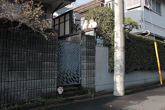 街のねこたち