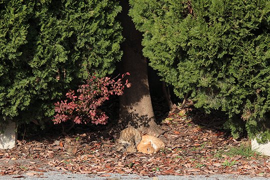 街のねこたち