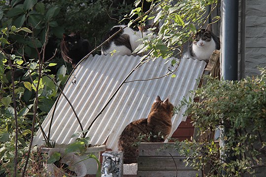 街のねこたち