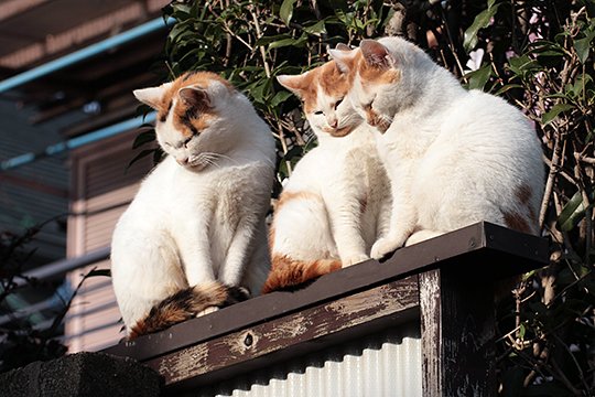 街のねこたち