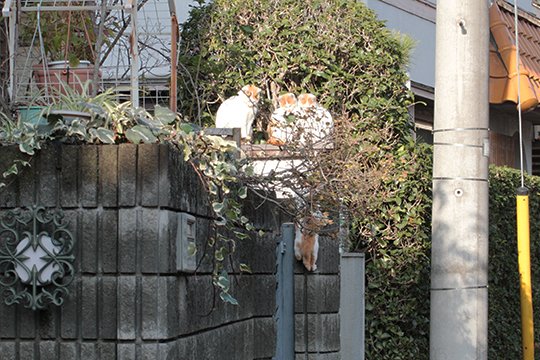 街のねこたち