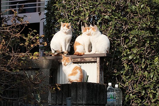 街のねこたち