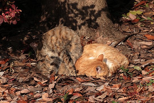 街のねこたち