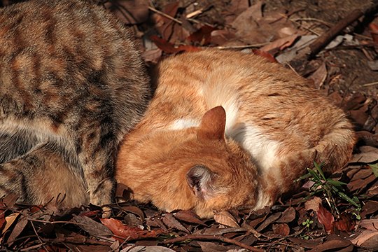 街のねこたち