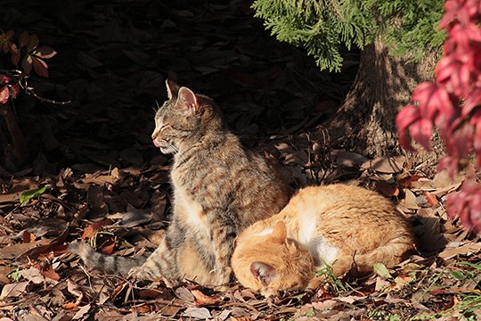 街のねこたち