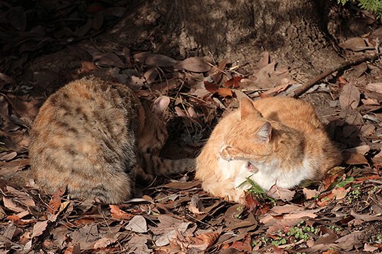 街のねこたち