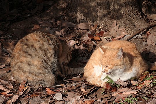 街のねこたち