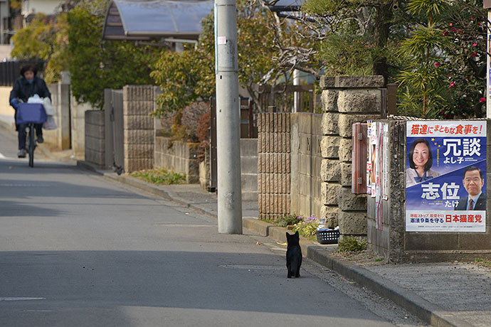 街のねこたち