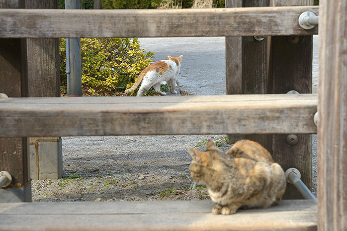 街のねこたち