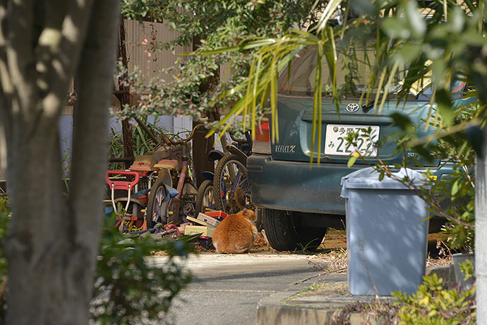 街のねこたち