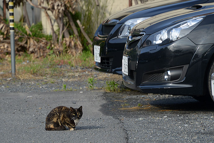 街のねこたち