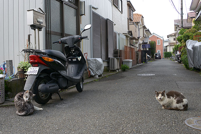 街のねこたち