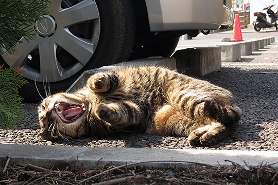 街のねこたち